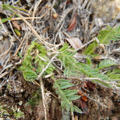 Oxytropis borealis viscida