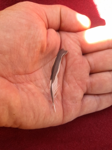 Plume de Pinson des arbres