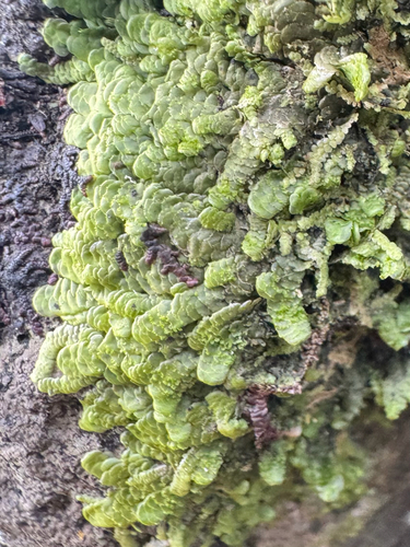 Radula acutangula, 2026-09-26