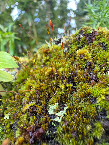 Holomitrium, 2026-09-26
