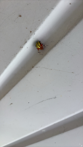 Marbled Orbweaver