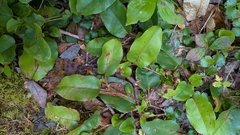 Epigaea repens