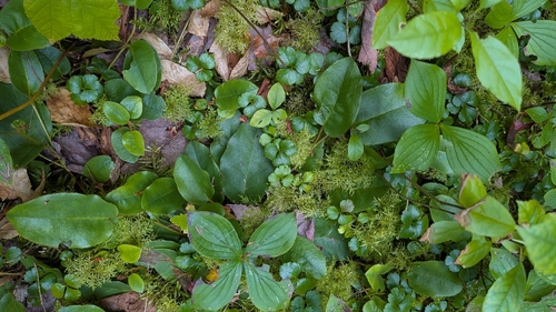 Epigaea repens, photograph 1