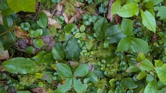 Epigaea repens, photograph (c) alicia penney, some rights reserved (CC BY)