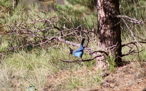 Steller's Jay