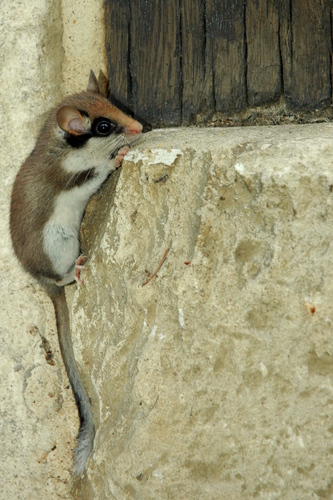 European Garden Dormouse