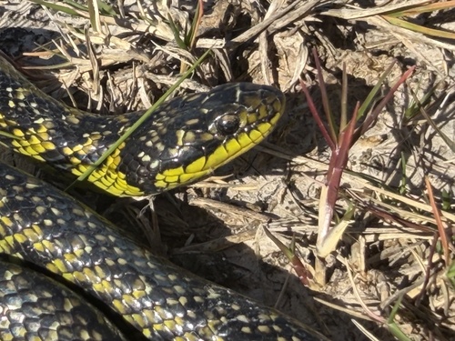 Yellow-bellied Liophis