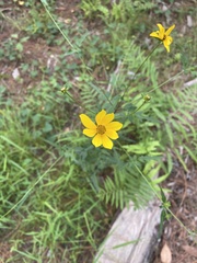 Bidens mitis