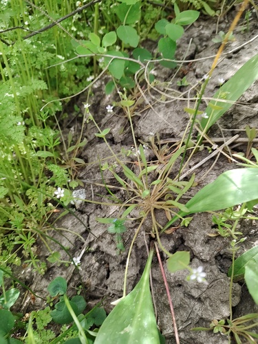 Claytonia parviflora, photograph 1