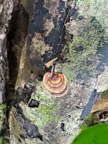 Microporus observed 2026-09-26