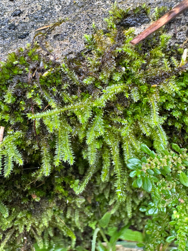 Racopilum cuspidigerum observed 2026-09-26