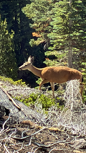 Mule Deer