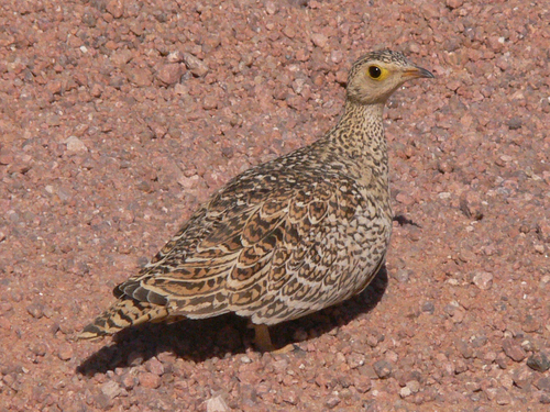 iNaturalist image