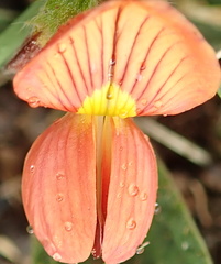 Eriosema distinctum