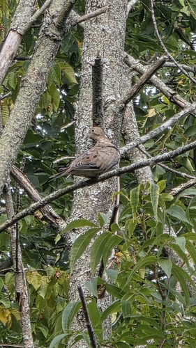 Mourning Dove