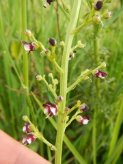 Scrophularia canina
