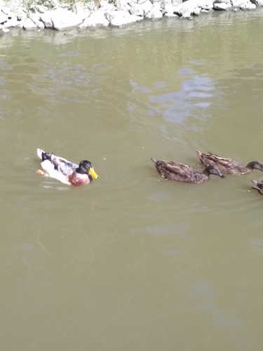 Mallard