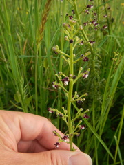 Scrophularia canina