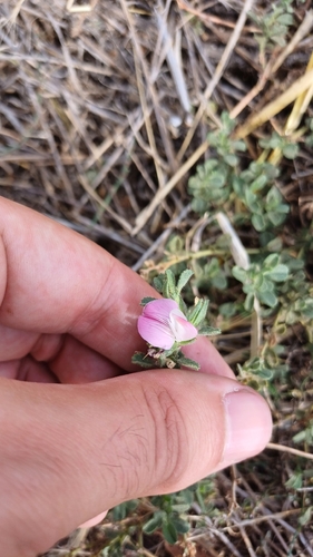 small restharrow