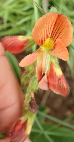 Image of Eriosema distinctum by no rights reserved