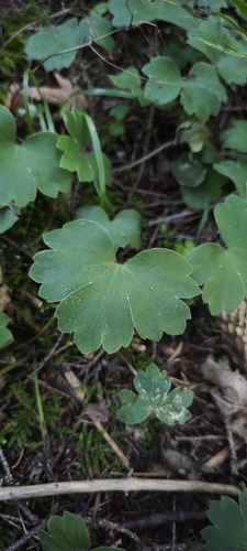 large blue hepatica