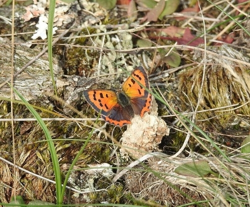 Small Copper