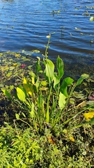 Sagittaria lancifolia