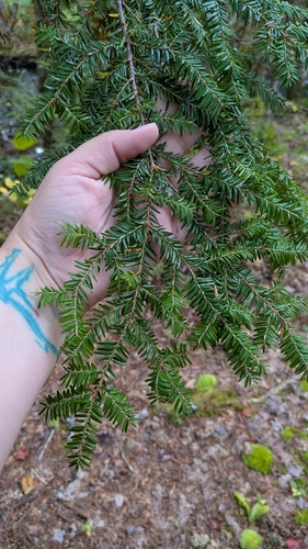 Tsuga canadensis, photograph 2