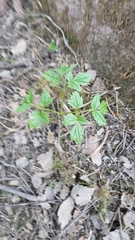 Actaea spicata