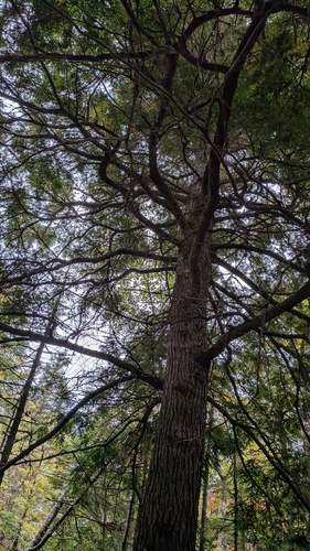 Tsuga canadensis, photograph 3
