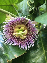 Passiflora ligularis