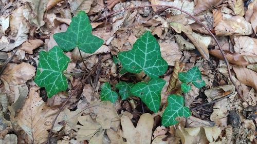 common ivy