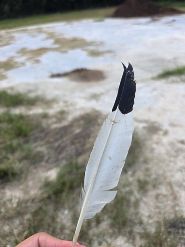Plume de Ibis blanc
