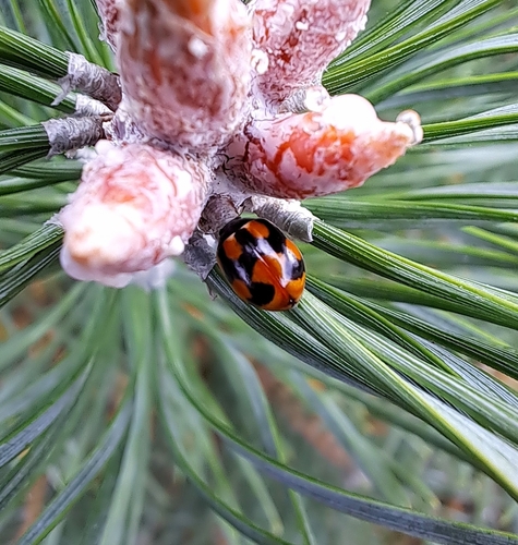 Hieroglyphic Lady Beetle