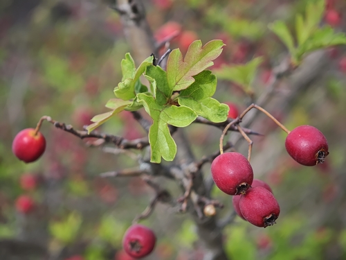 common hawthorn