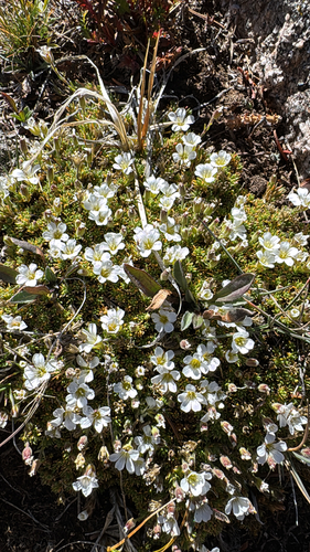 Cherleria obtusiloba, 2026-09-26