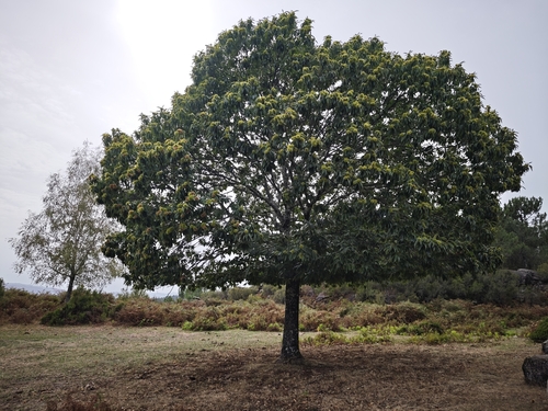 Sweet Chestnut