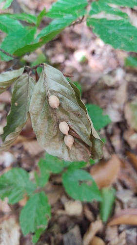 Beech Gall Midge