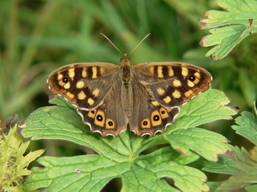 Speckled Wood