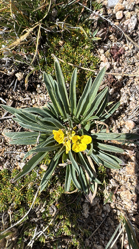 Erysimum capitatum, 2026-09-26