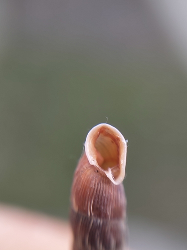 Two lipped door snail