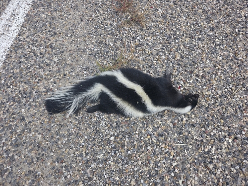 Striped Skunk