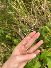 Elymus hystrix, photograph (c) nuthatchnicole, some rights reserved (CC BY)