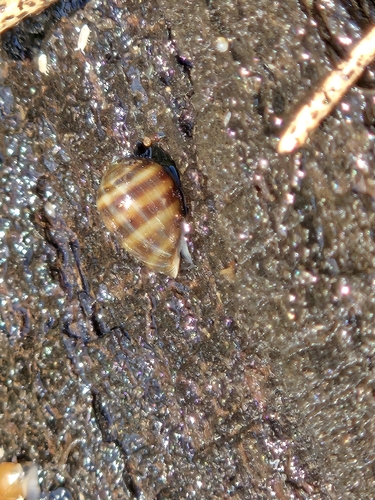 Melampus olivaceus, 2026-09-26
