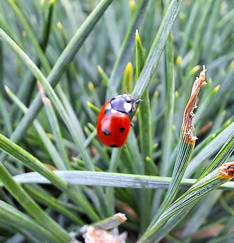 Seven-spotted Lady Beetle