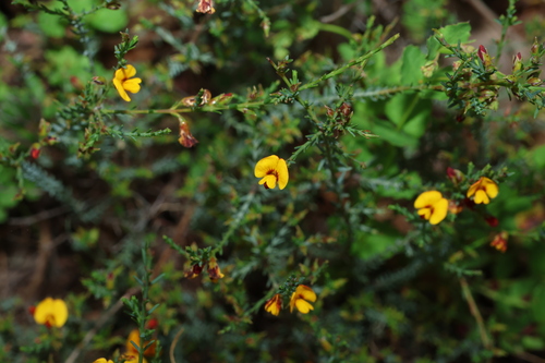 Eutaxia microphylla, photograph 5