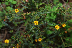 Eutaxia microphylla, photograph (c) Greg Tasney, some rights reserved (CC BY-SA)