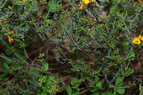 Eutaxia microphylla, photograph 6