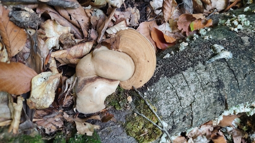 birch polypore