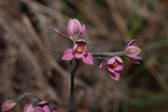 Thelymitra rubra, photograph (c) Greg Tasney, some rights reserved (CC BY-SA)